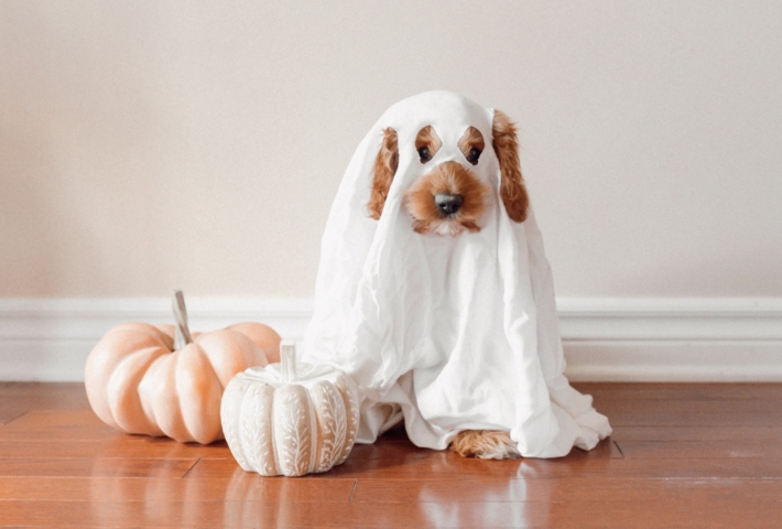 Halloween (1)